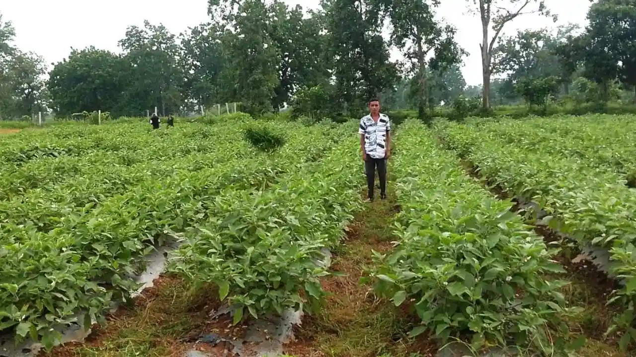 बागबाहरा : ग्राफ्टेड बैंगन की खेती से बेहतर हुई आमदनी, फसल क... - CG Sandesh